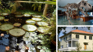 Bildekollasje: Store vannliljeblader, dinosaurskjelett og en funkisvilla.